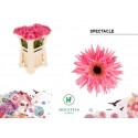 GE MS GERSP SPECTACL - Holstein Flowers