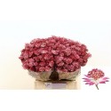 Astrantia roma - Tsanga fl. / Marginpar