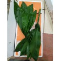 feuillage aspidistra - colombie