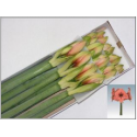 amaryllis Ga Bouquet - van der Ende Flowers