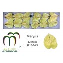 anthurium MARYSIA - AnthurMiddendorp