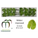 anthurium midori vert IMP - AnthurMiddendorp