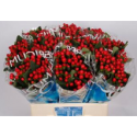 hypericum Coco Tango - Florius BV