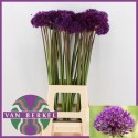 Allium Purple Sens - J.m. Van Berkel Bv