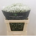 Gyps Pa Xlence - Sand Pro Growers