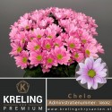deco Chelo rose - Kreling Premium