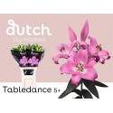 lilium Tabledance rose - Dutch Lily Masters