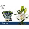 lilium TOUREGA - Double Check Lily