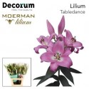 lilium Tabledance rose - Moerman Lilium BV