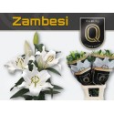 lilium Zambesi blanc - QUALILY