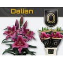 lilium Dalian rose - QUALILY