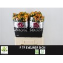 R branchue EYELINER - AAA Roses