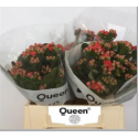 Kal Prett Red Meadow - Queen Holland