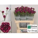 Di Tropic Butterfly - Divine Flowers