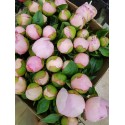 pivoine angel cheeks - midi