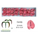 anthurium Candy rose - AnthurMiddendorp