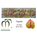 anthurium TEQUILA - AnthurMiddendorp