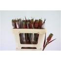 ANANAS LUCIDUS - Ter Haar Ornamental Fl