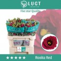 lysianthus G ROSI RED - Lugt Lisianthus