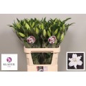 lilium santander blanc - Klaver Lily