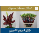 lys Forza Red - Double Check Lily