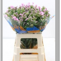 Phlox P Senora - YZM Lev Flowers Ltd
