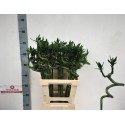 DRAC LUCKY BAMBOO - Victor Deco Bamboo