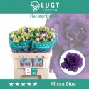 lysianthus G ALISSA BLUE - Lugt Lisianthus