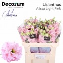 lysianthus G ALISSA PINK - Montana Lisianthus