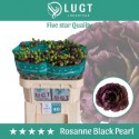 lysianthus G ROSAN B PEARL - Lugt Lisianthus