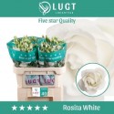 lysianthus G ROSI blanc - Lugt Lisianthus