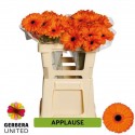 gerbera APPLAUSE - Gerbera United