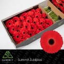 gerbera Barones rouge - Summit Zuidplas