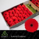 gerbera Blinddate rge - Summit Zuidplas