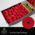 gerbera Blinddate rge - Summit Villa Gerbera