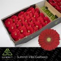 gerbera CARAMBOLE - Summit Villa Gerbera