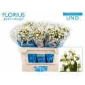 hypericum COCO UNO - Florius BV