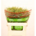LEP VI vert DRAGON - Beauty Line