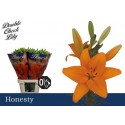 lys Honesty orange - Double Check Lily