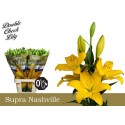 lys Nashville jaune - Double Check Lily