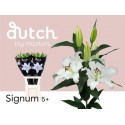 lilium Signum blanc - Dutch Lily Masters