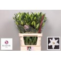 lilium Signum blanc - Klaver Lily