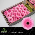 gerbera PRE-SEMMY - Summit Zuidplas