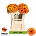 gerbera SPOTLIGHT - Gerbera United