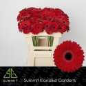germini BLACK TIE - Summit Klondike Gardens