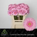 germini Kimsey rose - Summit Den Houter...