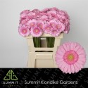 germini Kimsey rose - Summit Klondike Gardens