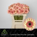 germini PROSECCO - Summit Den Houter Gerbera