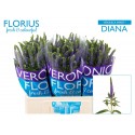 veronique SMART DIANA - Florius BV