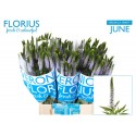 veronique SMART JUNE - Florius BV